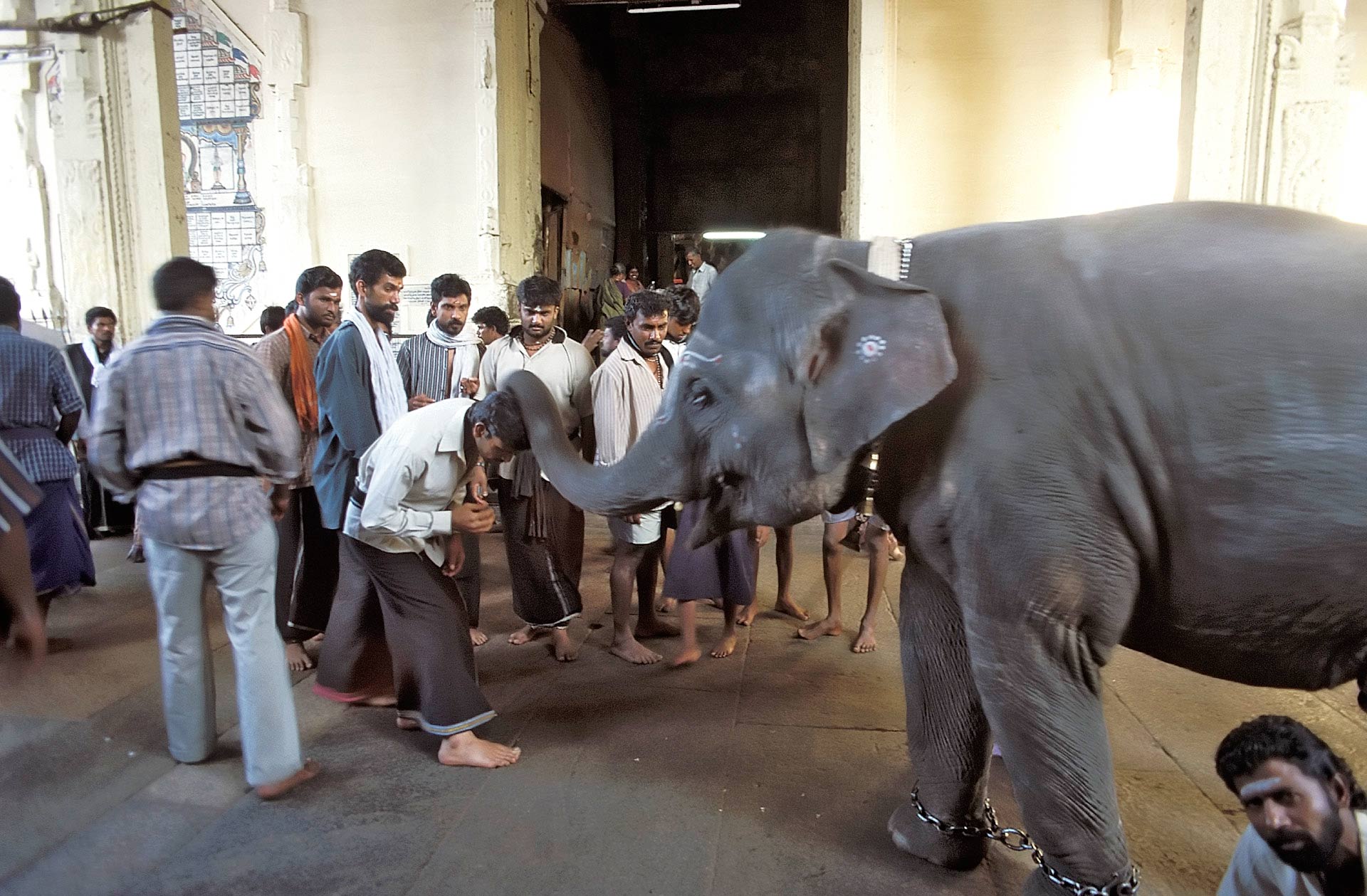 Temple elephant blessing pilgrims at the Sri Meenakshi Temple, Madurai, Tamil Nadu, India
