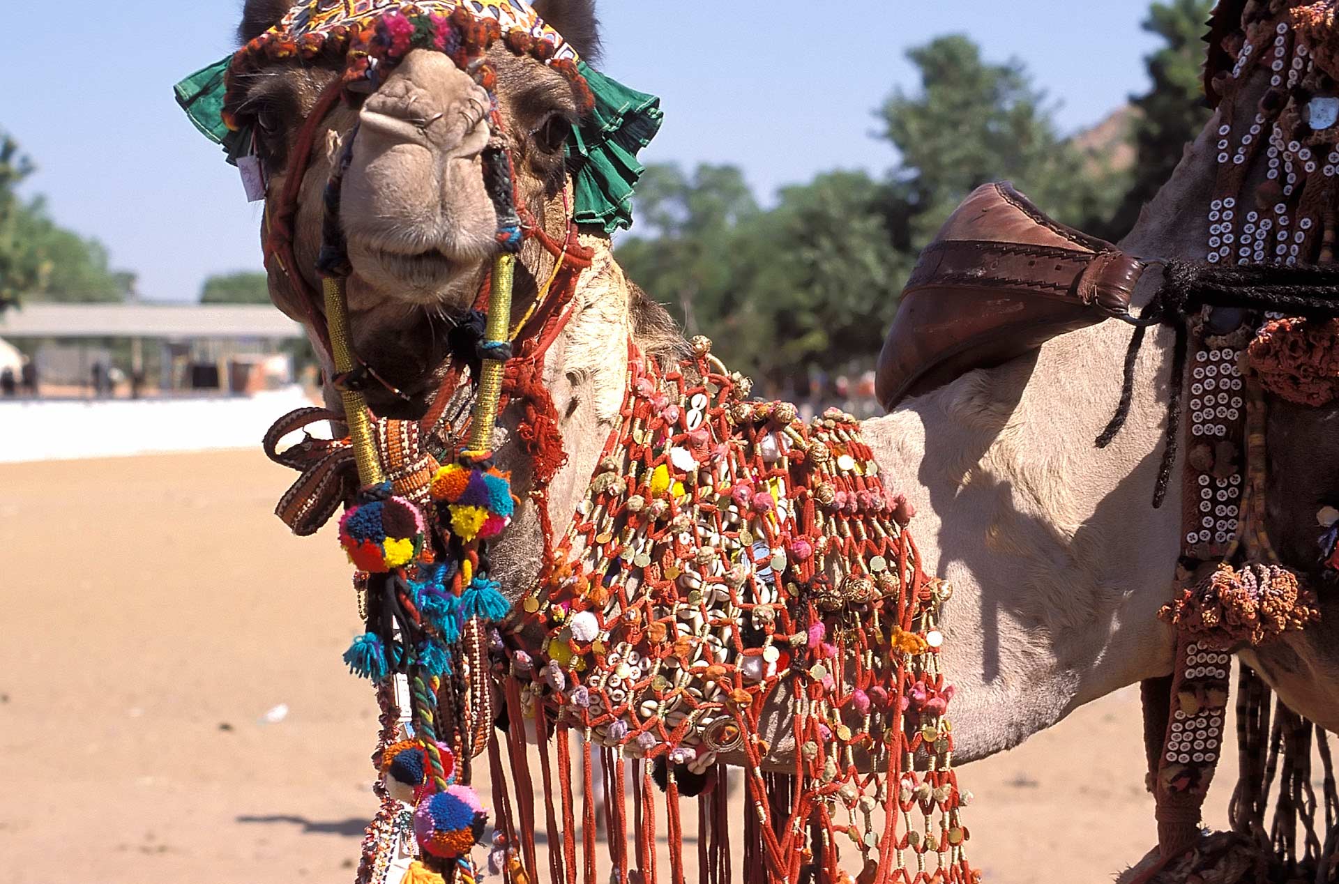 Decorated camel, Pushkar Camel Fair, Rajasthan, India