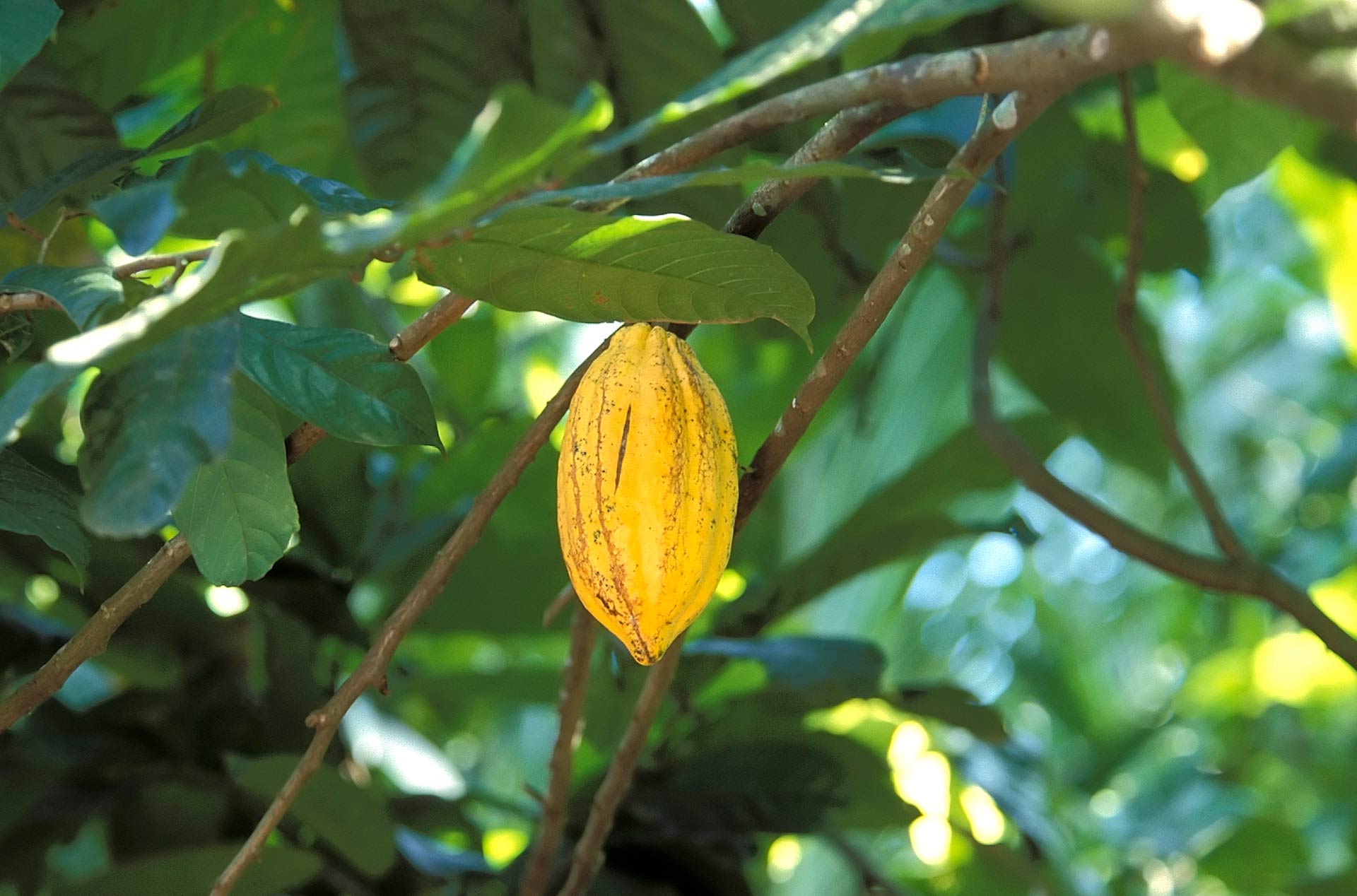 Cocoa bean, Thekkady, Kerala, India