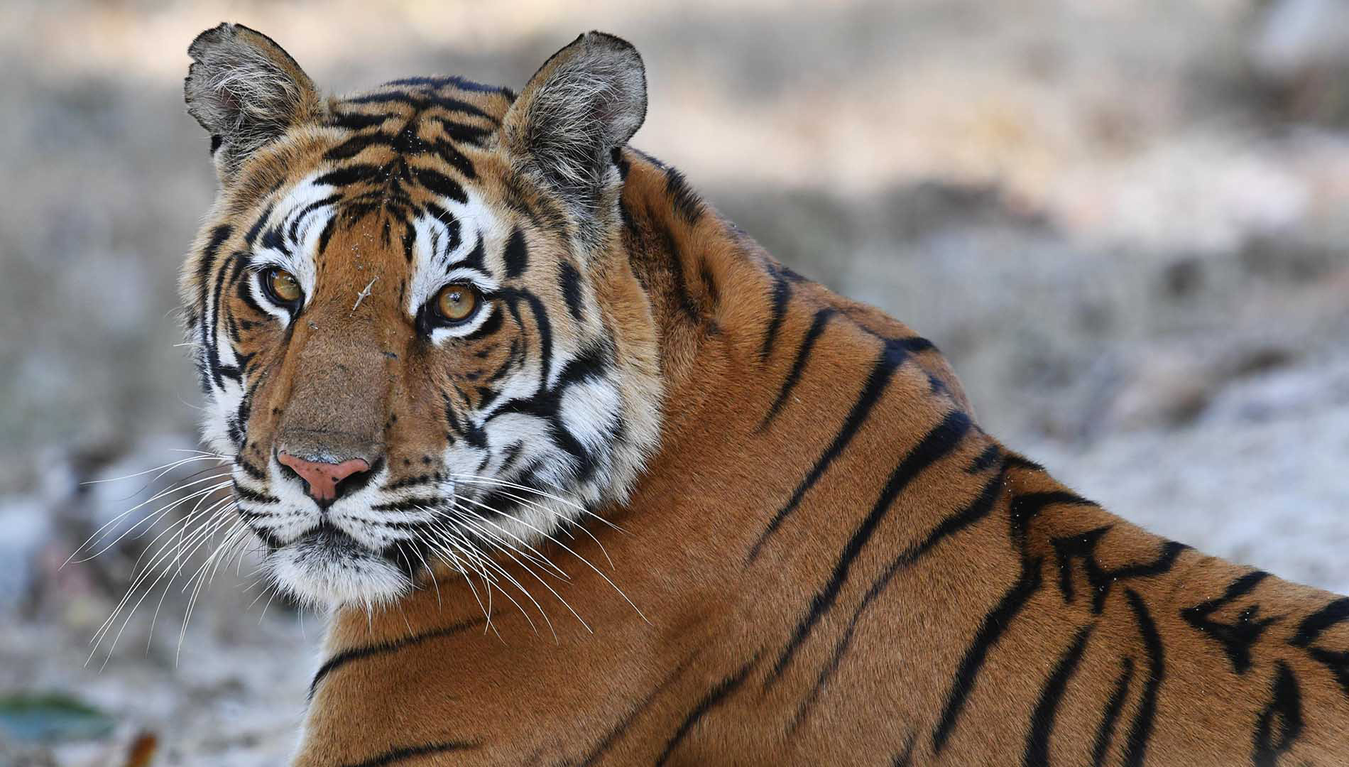 Male tiger, Kanha National Park, Madhya Pradesh, India