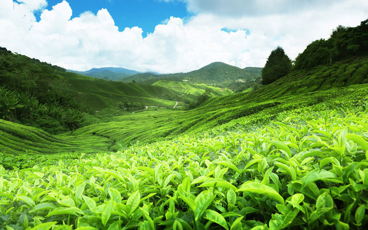 Tea plantation in Sri Lanka. Beautiful landscape