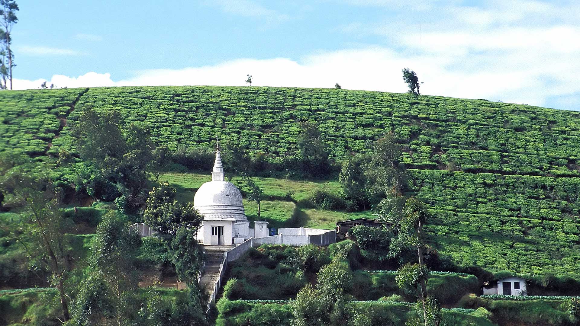 Mt. Pedro Tea Plantation, Nuwara Eliya, Sri Lanka
