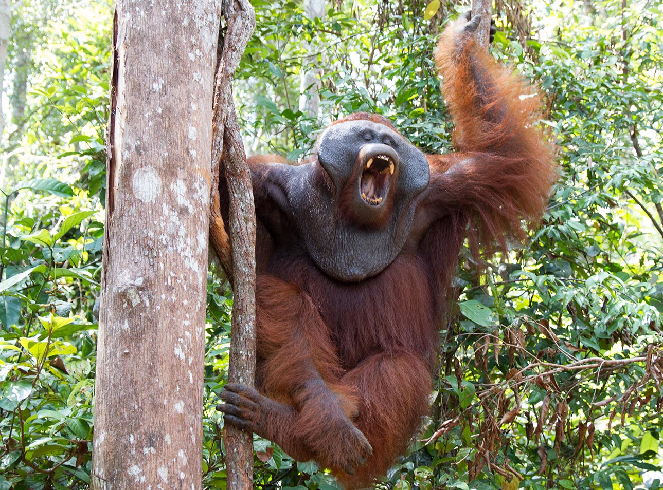 Orangutan monkey, Borneo, Tanjung Puting National Park: sitting on the tree