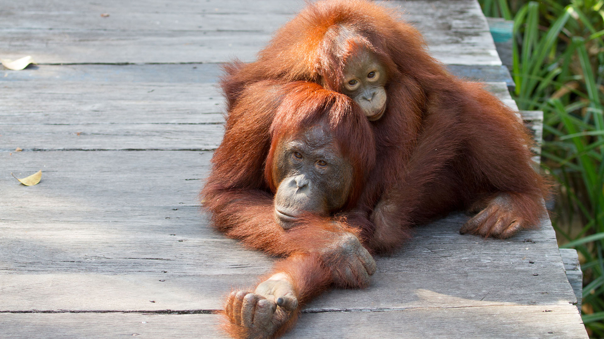 Mother and Baby Orangutan at the Sepilok Orangutan Rehabilitation Centre, Sabah, Borneo, Malaysia