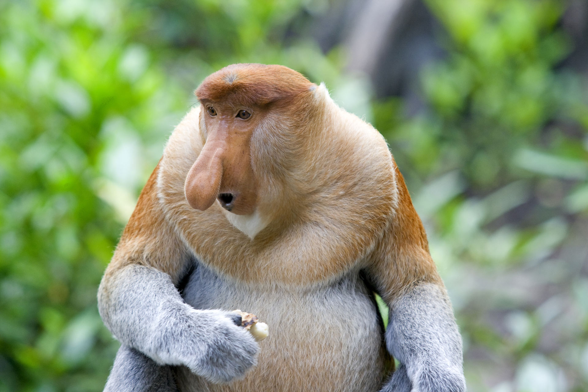 A rare proboscis monkey