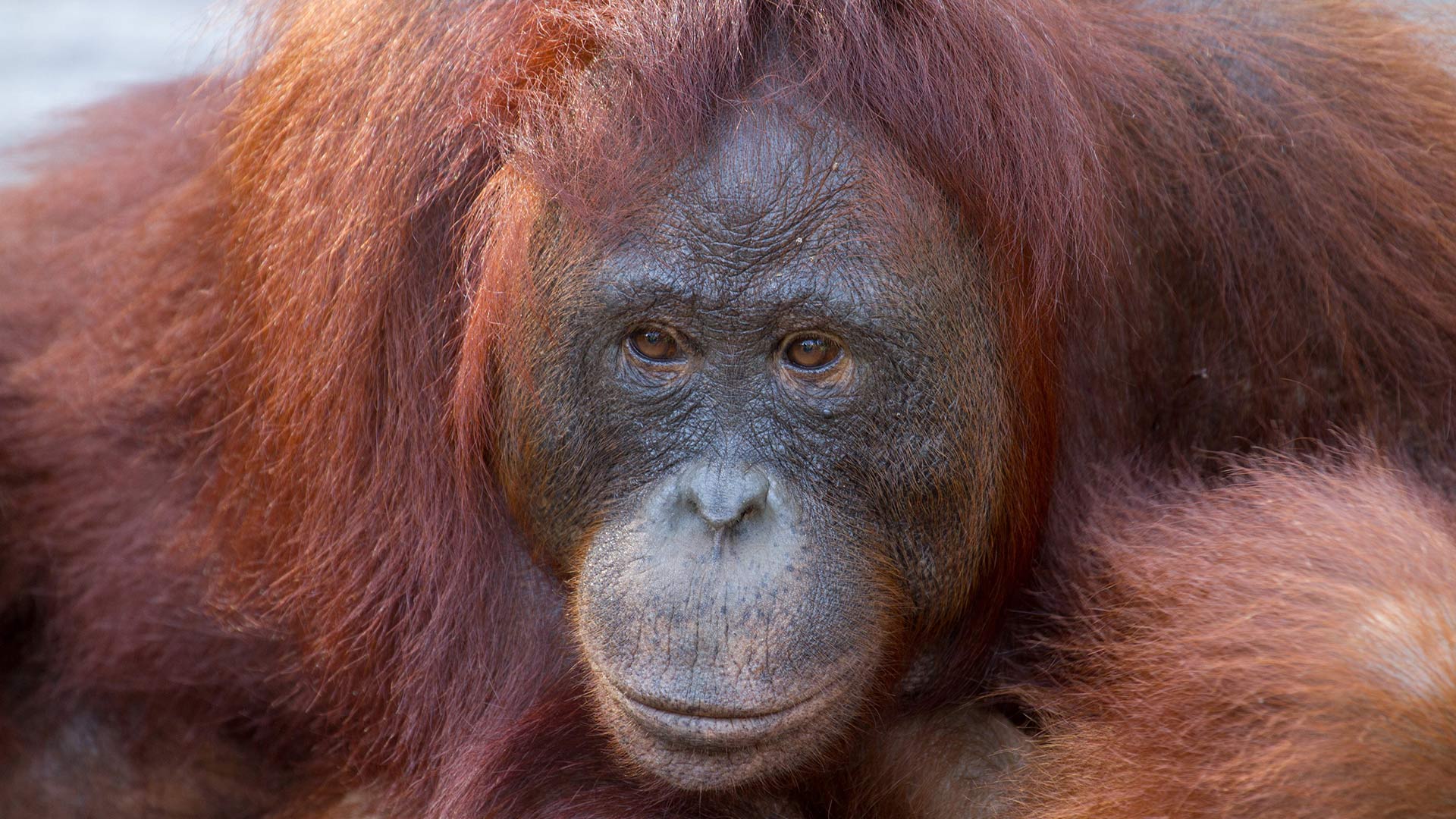 Closeup portrait of a resting mama orangutang