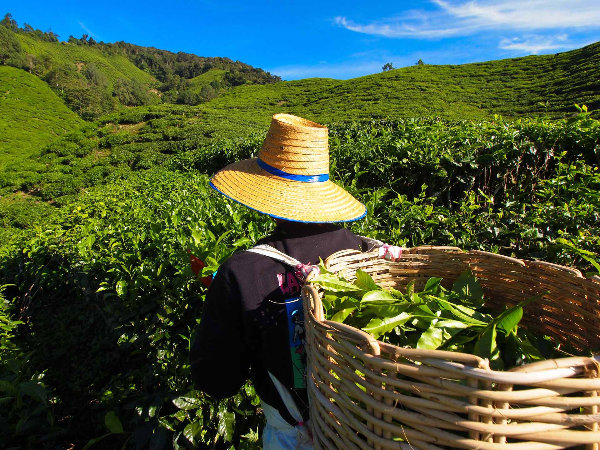 Tea Worker picking tea leaves in a tea plantation Cameron Highlands Malaysia