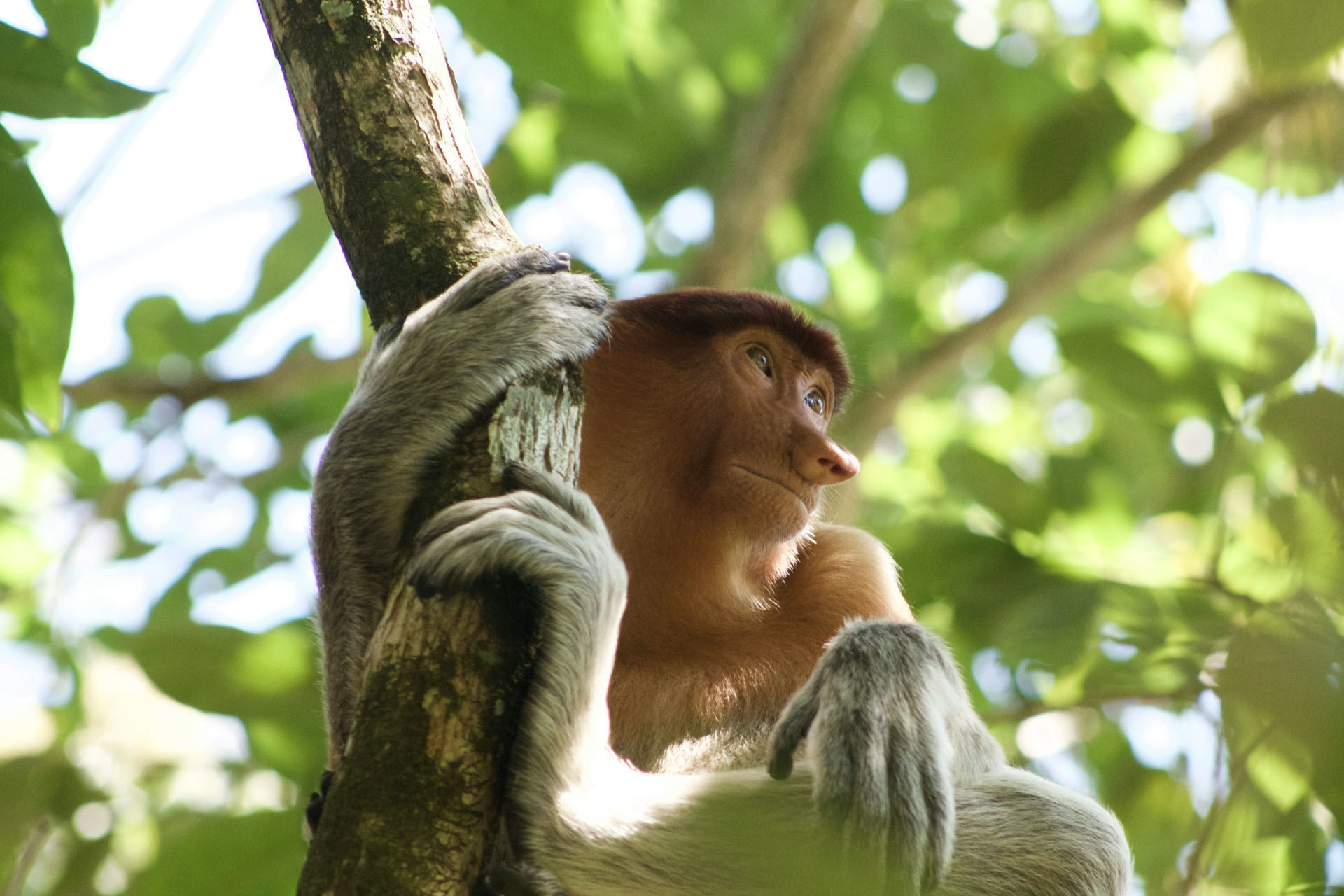 Bako National Park, Kuching, Malaysia