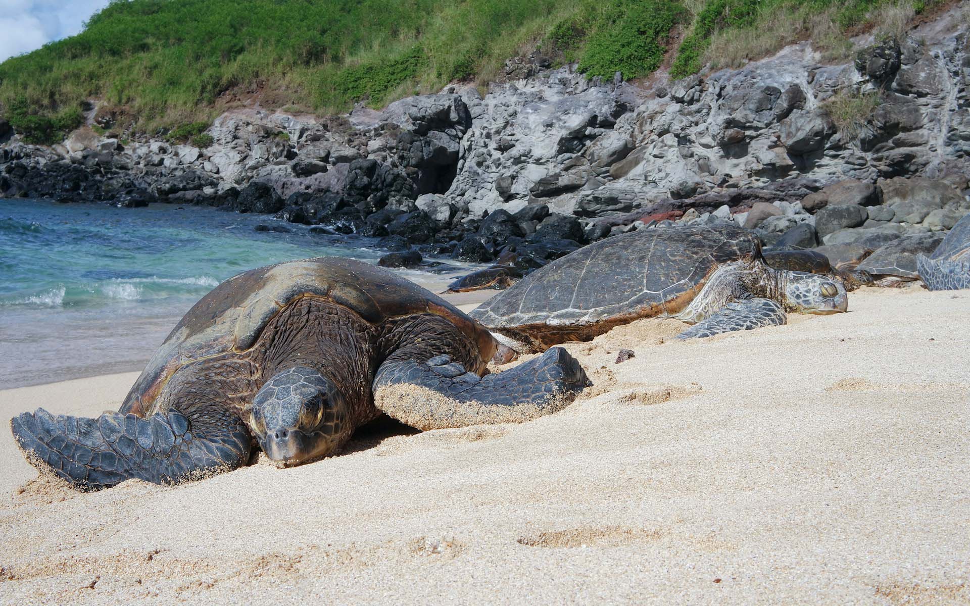 Turtle on Selingan Island, Sandakan, Sabah, Malaysia