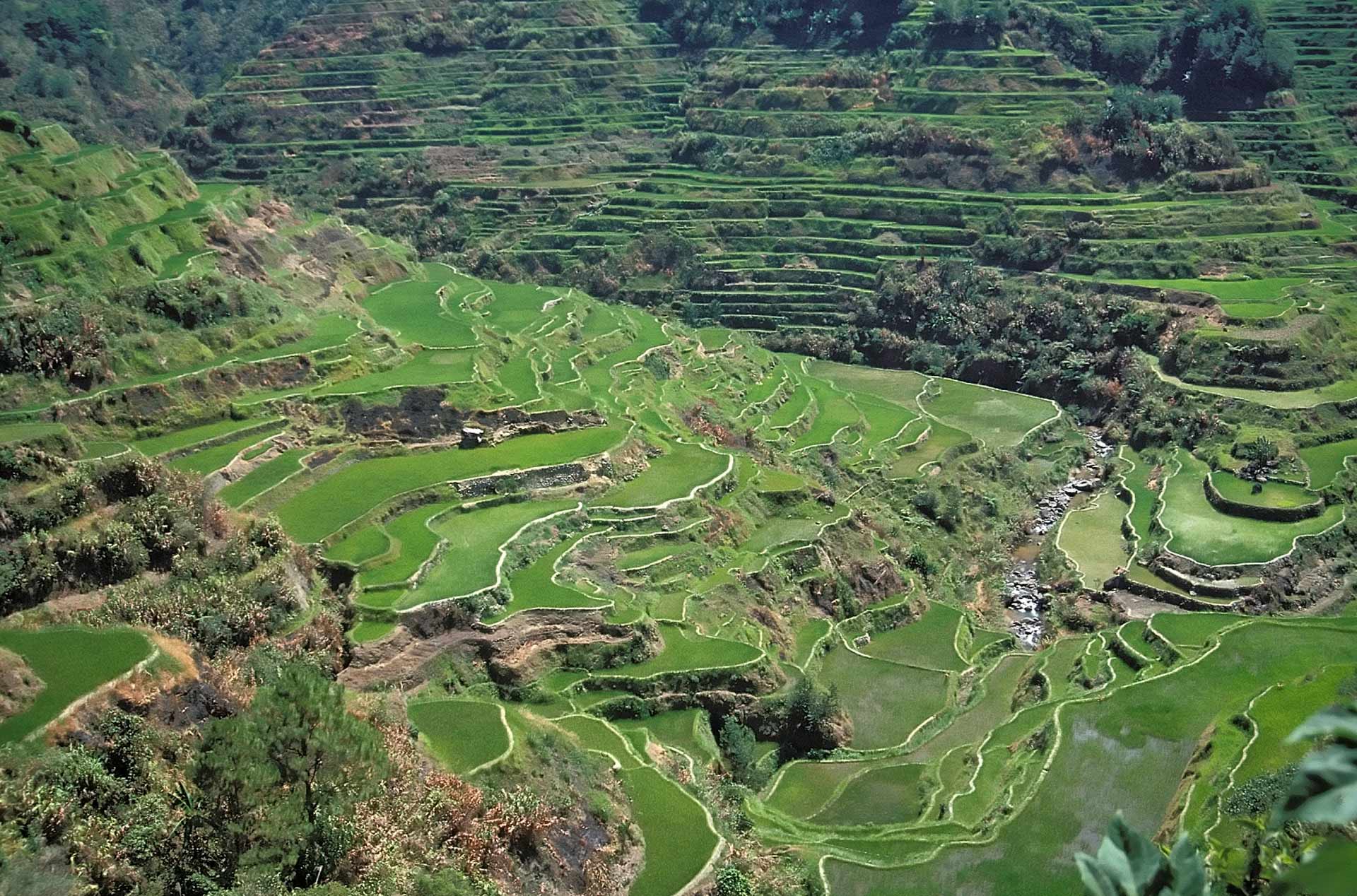 Banaue rice terraces, Luzon Island, Ifugao, Philippines