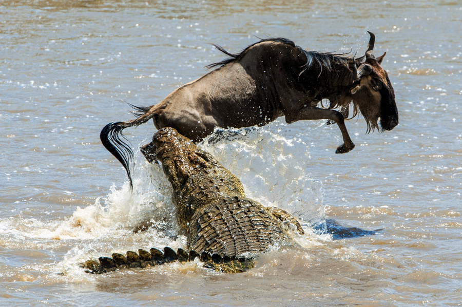 The antelope Blue wildebeest has undergone to an attack of a crocodile