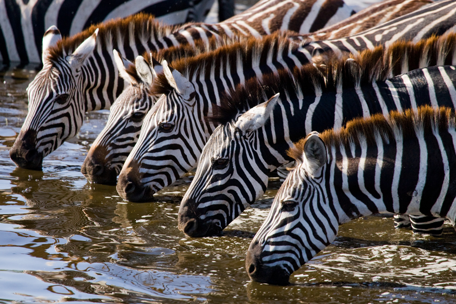 Group of zebras drinking water from the river
