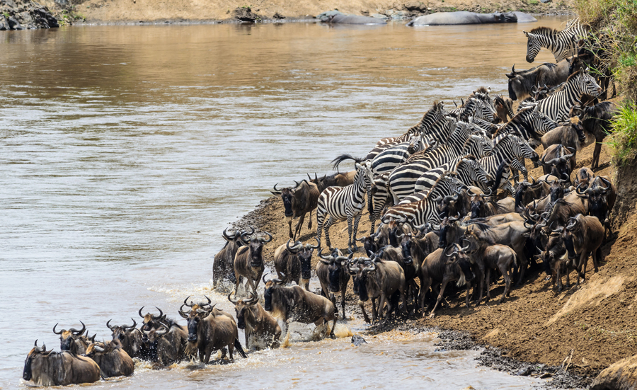 Animals crossing the Mara River during the Great Migration between Tanzania and Kenya