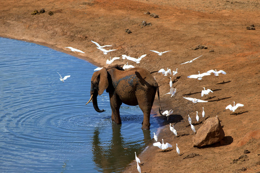 African Elephant drinking at a water hole
