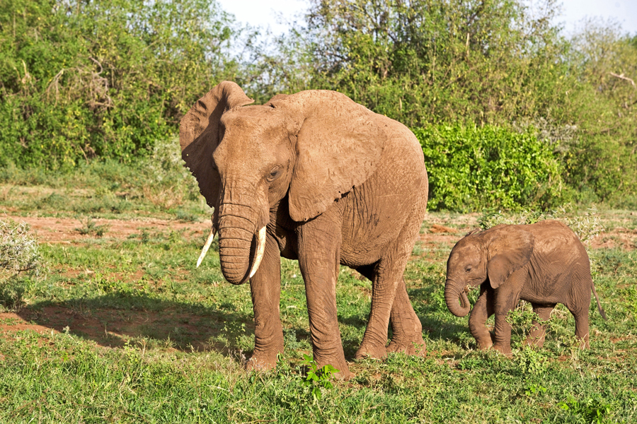 An African elephant mom walking together with her cute little baby in the bushland