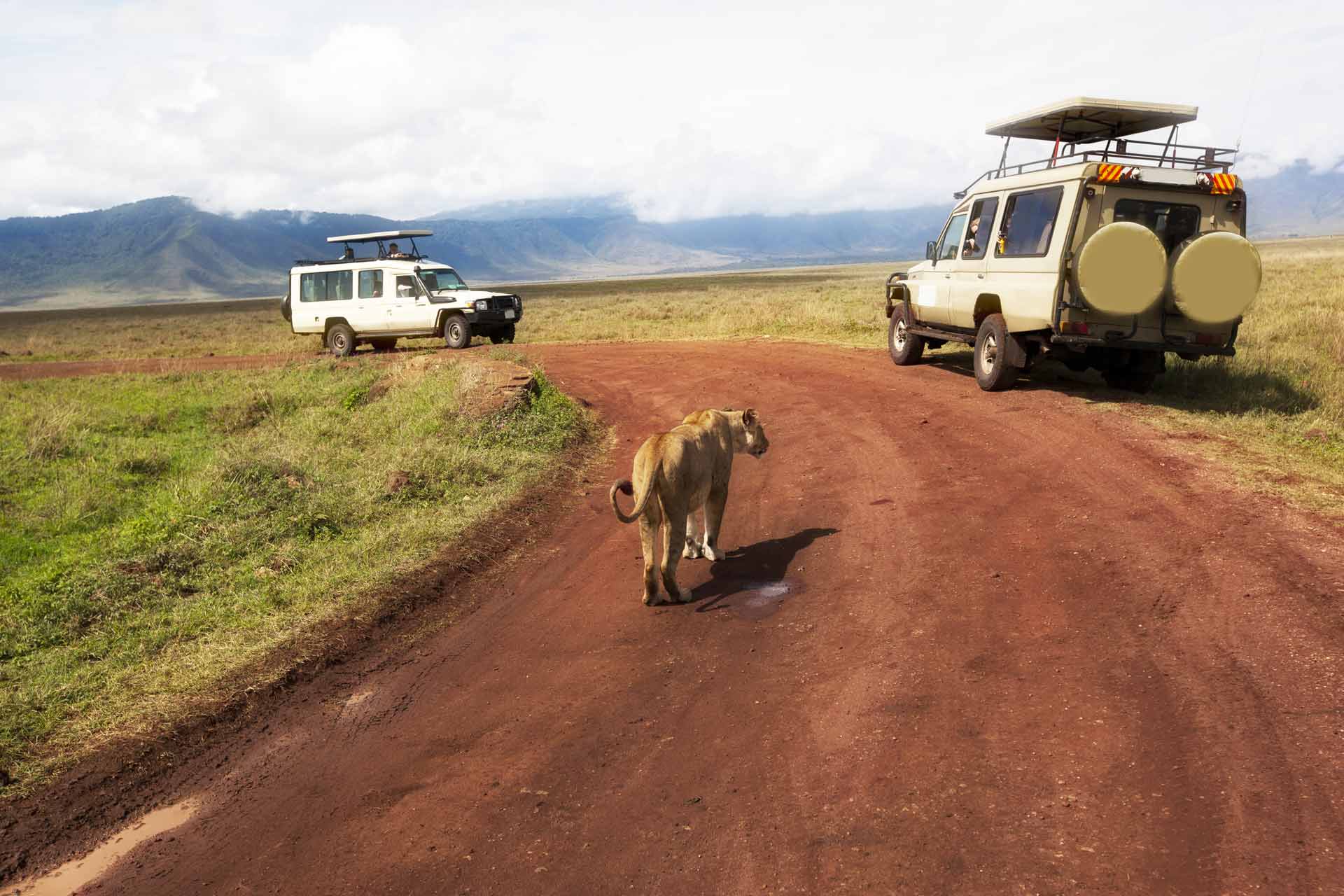 Two safari vehicles are stopped as a lion walks down the road in Ngorongoro Crater in Tanzania