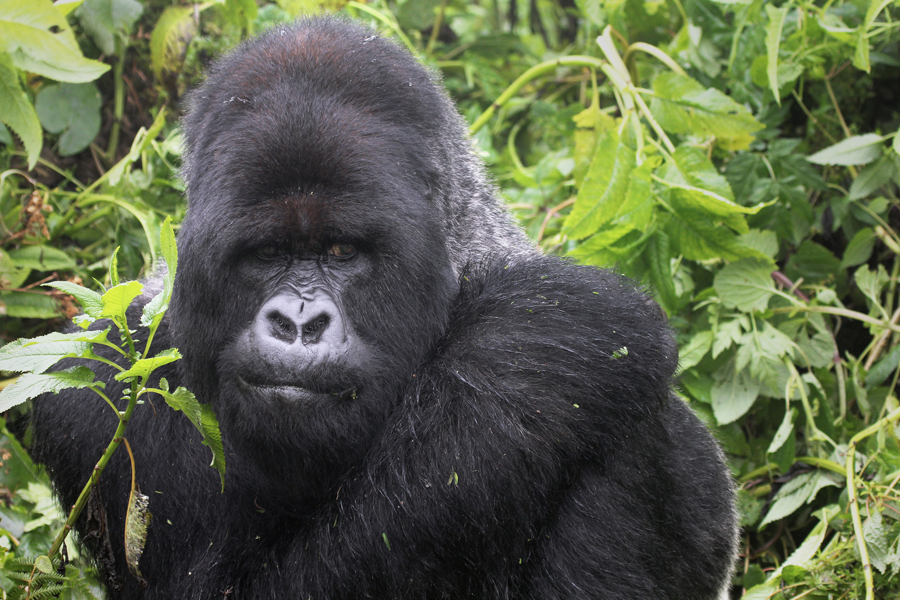 One of the most endangered animals, the Mountain Gorilla