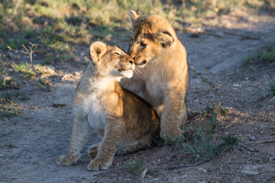 East African lion cubs (Panthera leo nubica), Kenya