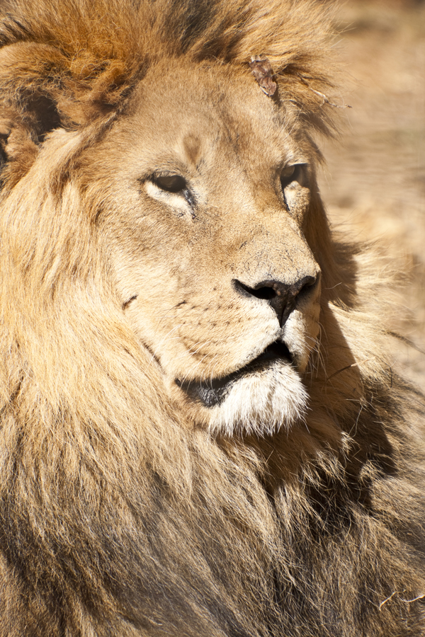 Lion head close up