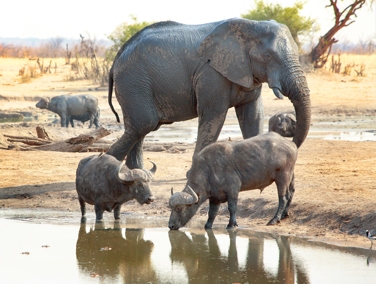 Two Buffalo take a drink from the camp waterhole while a large elephant walks behind them