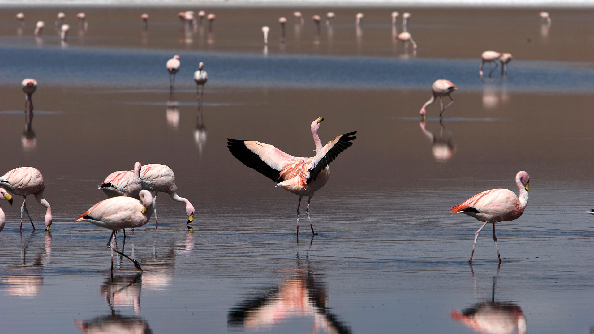 James's flamingos (Phoenicoparrus jamesi) feeding on Laguna Cañapa