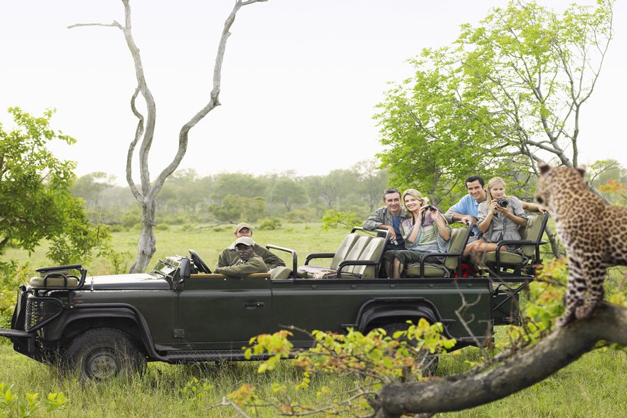 Tourists in the jeep watching leopard on tree