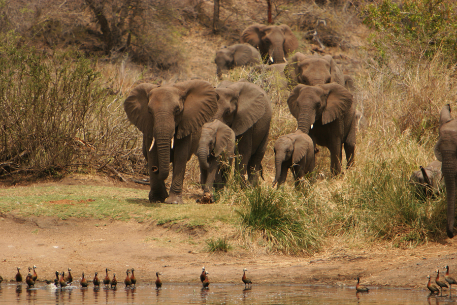 Herd of elephants arriving at a waterhole