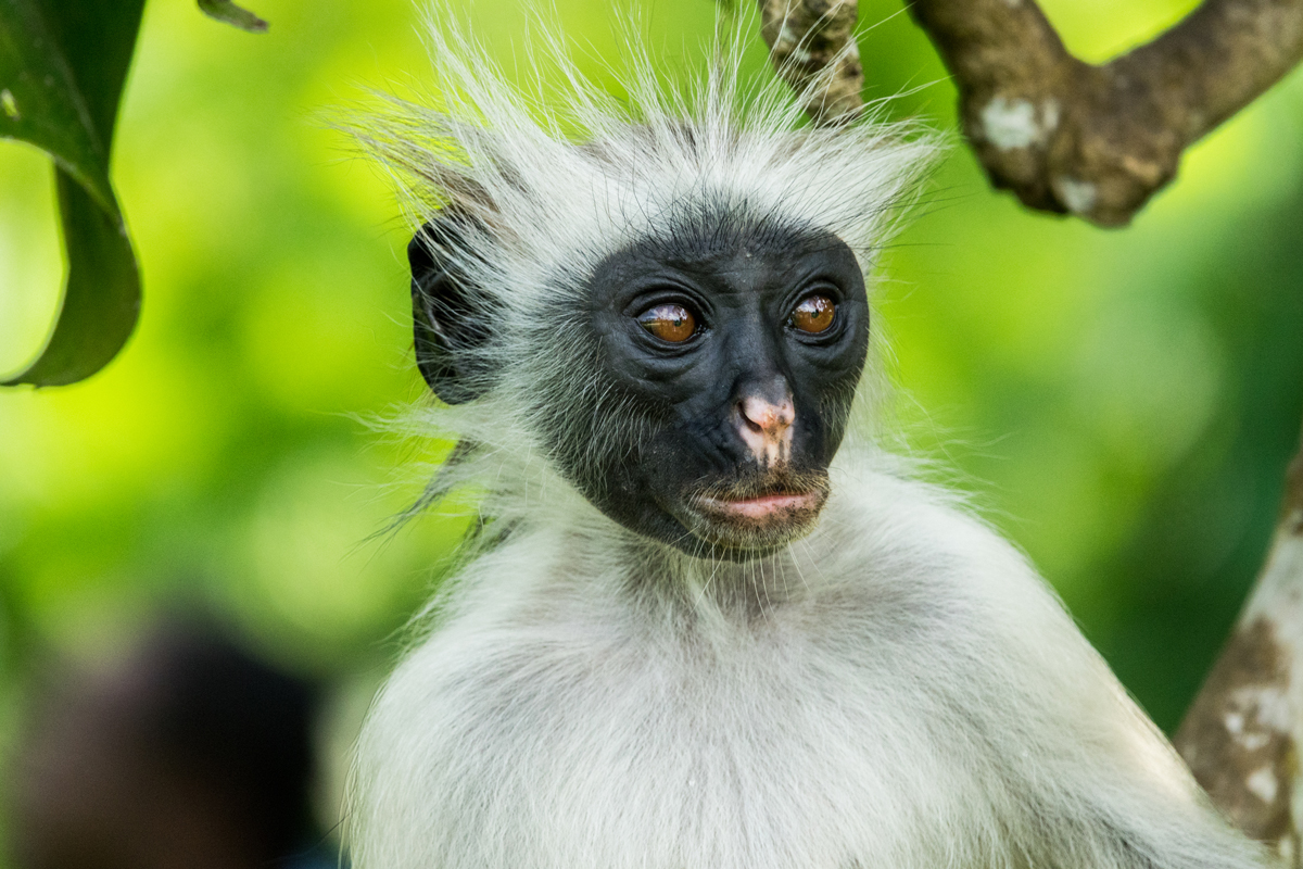 Red Colobus Monkey having a bad hair day in Jozani Forrest Reserve